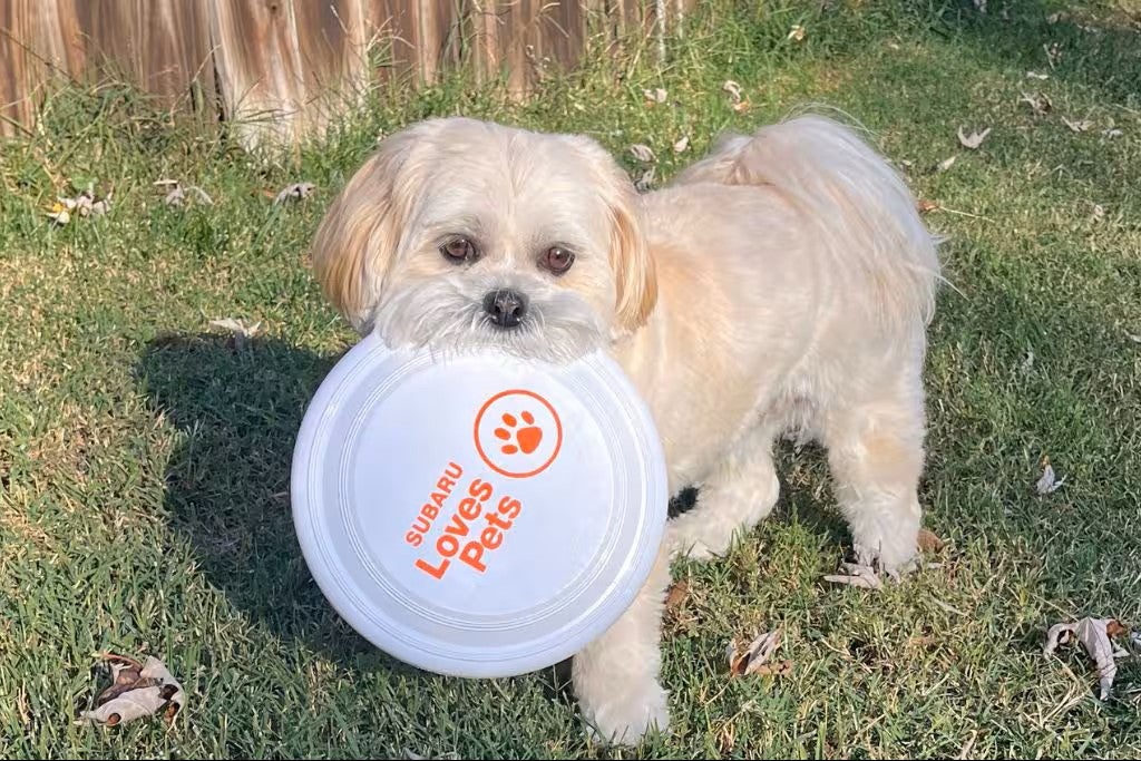 Small dog holding a Subaru Loves Pets frisbee while standing on grass