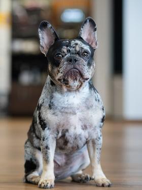 Winston